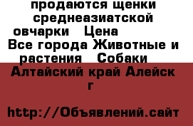 продаются щенки среднеазиатской овчарки › Цена ­ 30 000 - Все города Животные и растения » Собаки   . Алтайский край,Алейск г.